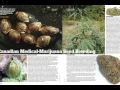 Do you have a green thumb, but want to make it even greener? Then don't miss HIGH TIMES eleventh annual hydro report, featuring expert tips and helpful hints for hydroponic growers, including detailed advice from our cultivation department on the latest systems and equipment, whether youre a small scale, first time ganja grower, or an experienced cannabis cultivator looking to push your hydro garden to the max.