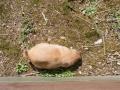 Chester Zoo Part 2