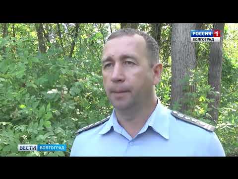 В Волгоградской области обнаружен опасный карантинный объект - ясеневая изумрудная златка