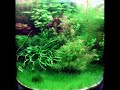 Aquario Cilindrico plantado de Milton Ohta