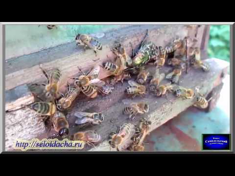 пасека ловим дикий рой видео пасека ловим дикий рой видео