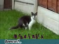 attaque de chat