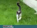 chat-frustr-la-vengeance-.html