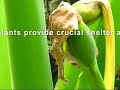 Anole Alley episode 2: Dedicated to Steve Irwin Anole Alley episode 2: Dedicated to Steve Irwin