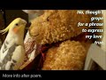VALENTINE'S Day Cockatiel: Funny poem- Silly Pet, Funny Bird: crazy contest.