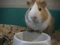 Singendes Meerschweinchen - Singing Guiena Pig Singendes Meerschweinchen - Singing Guiena Pig