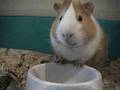 Singendes Meerschweinchen - Singing Guiena Pig
