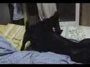 LABRADOR RETRIEVER PUPPY Prt.4 / Dog name : Shine LABRADOR RETRIEVER PUPPY Prt.4 / Dog name : Shine