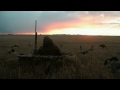 Waterfowl Hunting Alberta Canada.