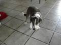 videos de Big Mac Attack Dog