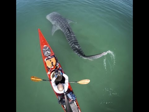 rencontre avec une baleine en kayak