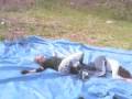 Jumping Superkick