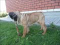 My dog Hermis My dog Hermis