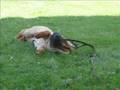 My dog Hermis