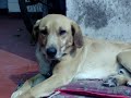 cotorra en accion.. que ingenioso estE bicho verde!