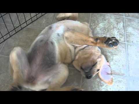 Golden Lab puppy says “Go Away” plays Peek-a-boo