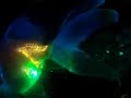 mogwai-were-no-here-at-coachella-pt2.html