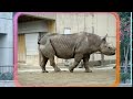 Tobe Zoo ????