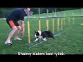 Shaimy agility a flyball Shaimy agility a flyball