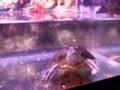 RES Turtle Eating a Feeder Fish