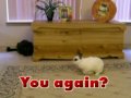 My bunny and kitties