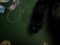 cat mbeng