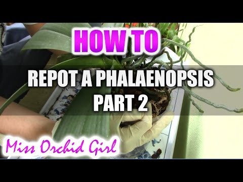 how to transplant orchids...phalaenopsis