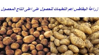 زراعة البطاطس: أهم التعليمات للحصول على انتاجية عالية
