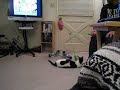 Oreo Playing Oreo Playing