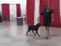Dog Collar | Sit Means Sit incredible dog Collar