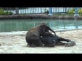 Dog...Er...Elephant Pile! Houston Zoo Elephant Babies Play