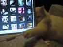 Uchi Cat! USB cable attack and talking!! Uchi Cat! USB cable attack and talking!!