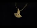 White dove