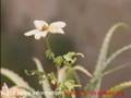 Holy Land - The Path in Between
