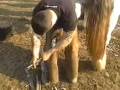 A farrier at work on Walney