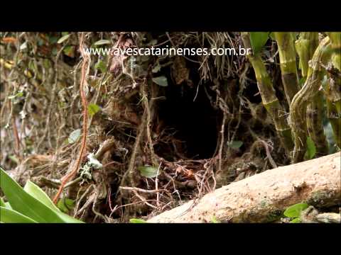 Tico-tico - Cristiano Voitina