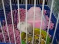 Re: [8/27/08] -- My Etsy Pet