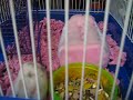 Re: [8/27/08] -- My Etsy Pet