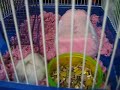 Re: [8/27/08] -- My Etsy Pet