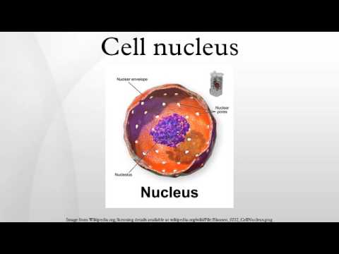 how to isolate nuclei from cells