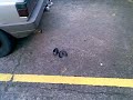 Novas manobras com Diabolo Prt2.mp4