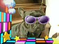 Yoda le bouledogue fran�ais