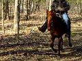 Lady Anne Princess does the foxtrot