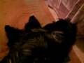 videos de Dogbook Movie: Dexter and the kittens