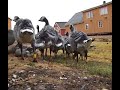 imprinted goslings imprinted goslings