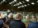 Ridgefield Goldwyn Lustre sells for 20,000 guineas.
