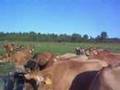 New pasture to graze makes for hapy cows at Howmars Farm