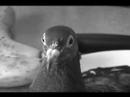 Vivi the pigeon M.I.X.