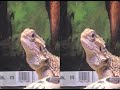 Talking Lizard