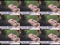 Talking Lizard